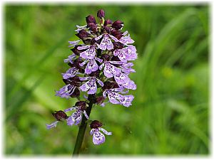 Orchis purpurea