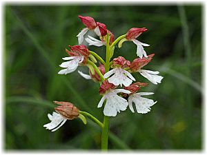 Orchis purpurea