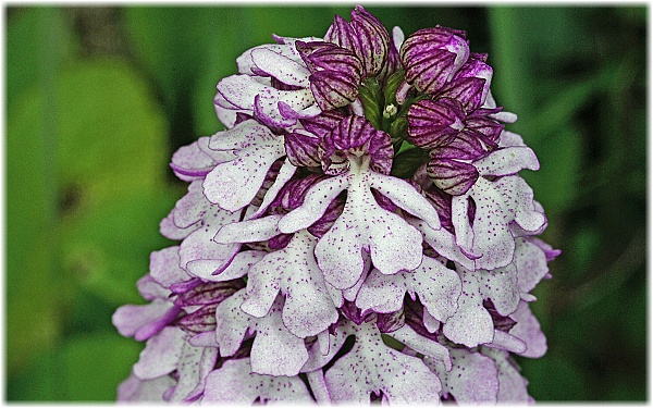 Orchis purpurea