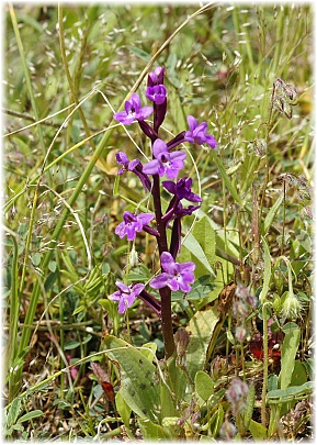 Orchis quadripunctata