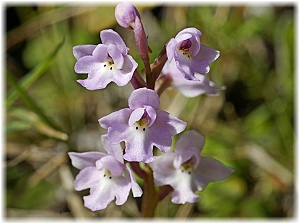 Orchis quadripunctata