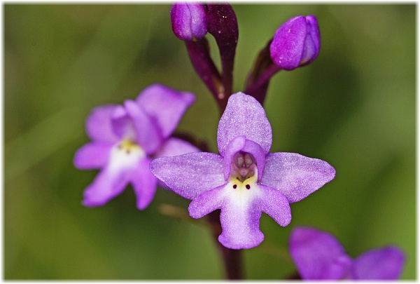 Orchis quadripunctata