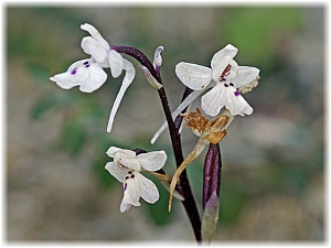 Orchis sezikiana