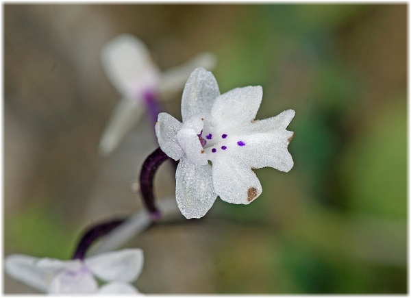 Orchis sezikiana