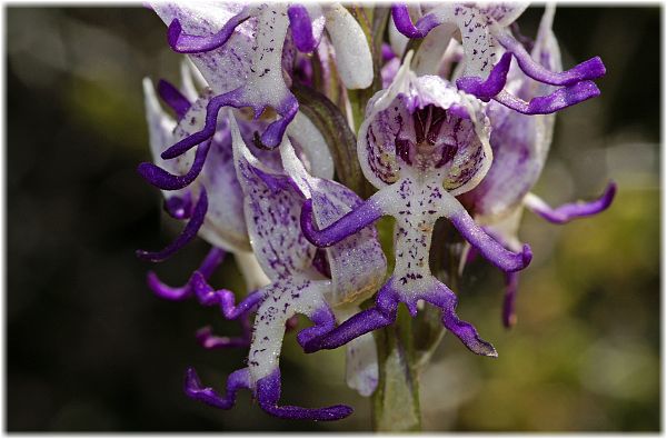 Orchis simia