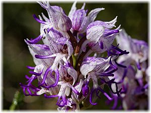 Orchis simia