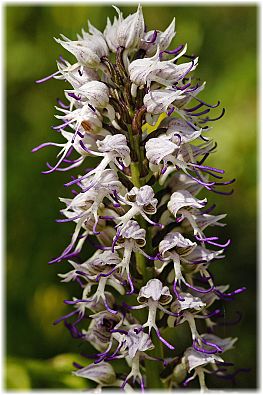 Orchis simia