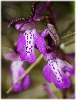 Orchis sitiaca