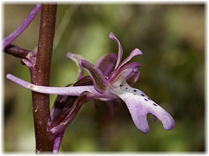 Orchis sitiaca