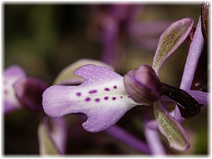 Orchis sitiaca