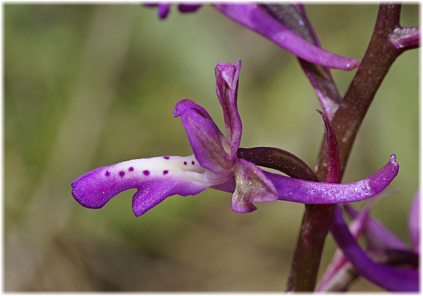 Orchis sitiaca