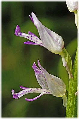 Orchis stevenii