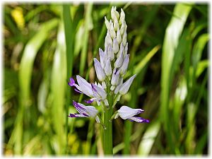 Orchis stevenii