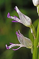 Orchis stevenii