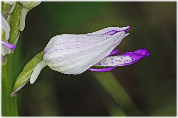 Orchis stevenii