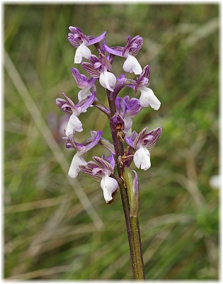 Orchis syriaca