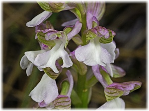 Orchis syriaca