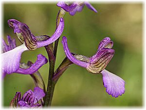 Orchis syriaca