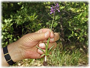 Orchis syriaca