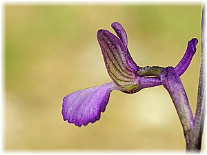 Orchis syriaca