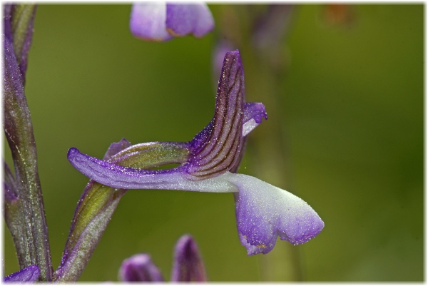 Orchis syriaca