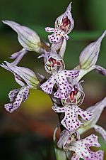 Orchis tridentata