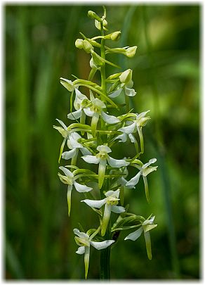 Platanthera bifolia