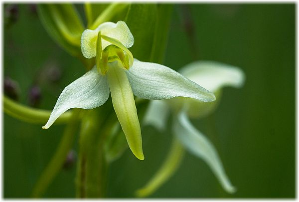 Platanthera bifolia