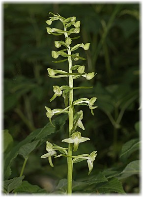 Platanthera chlorantha