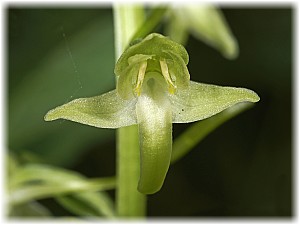 Platanthera chlorantha