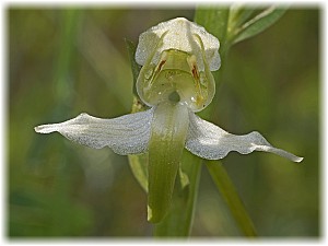 Platanthera chlorantha