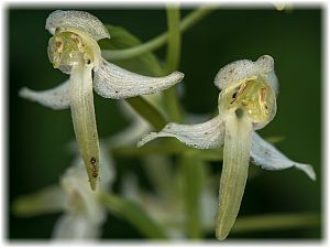 Platanthera chlorantha