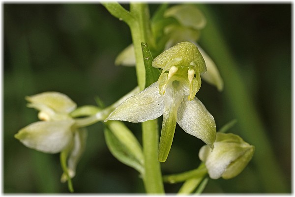 Platanthera chlorantha