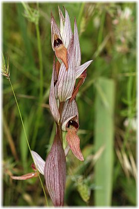 Serapias bergonii