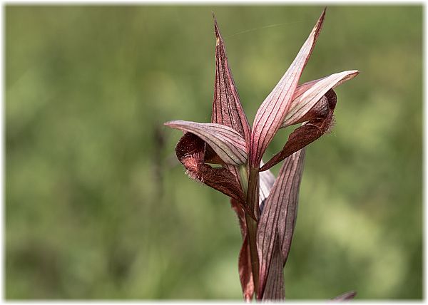 Serapias istriaca