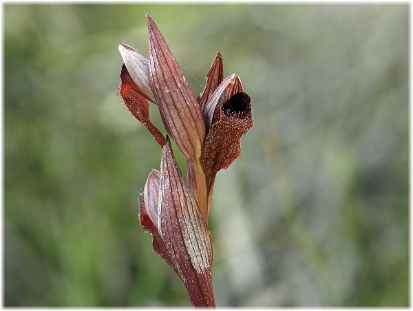 Serapias levantina