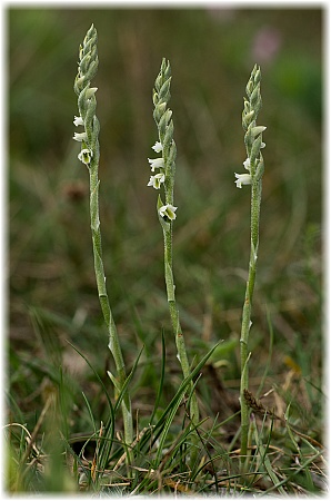 Spiranthes spiralis