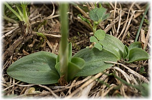 Spiranthes spiralis