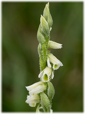 Spiranthes spiralis