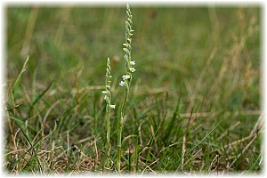 Spiranthes spiralis