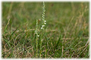 Spiranthes spiralis