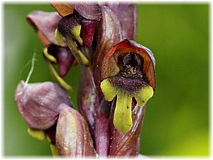 Steveniella satyroides