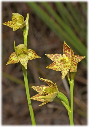 Thelymitra benthamiana