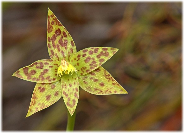 Thelymitra benthamiana