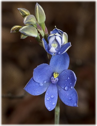 Thelymitra crinita