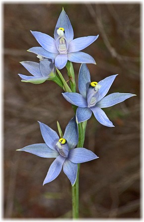 Thelymitra macrophylla