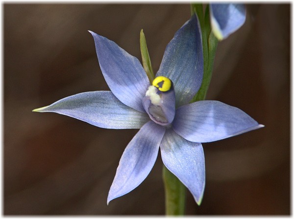 Thelymitra macrophylla