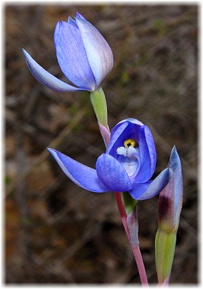 Thelymitra nuda