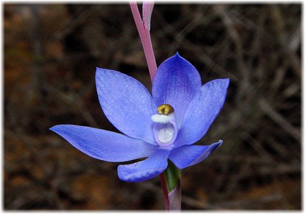 Thelymitra nuda