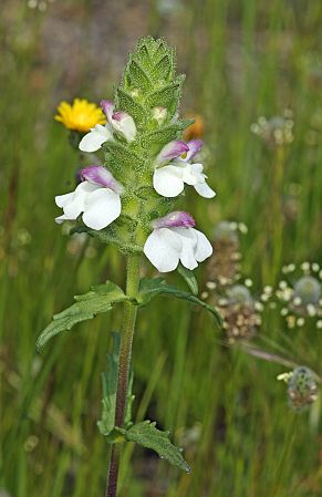 Bellardia trixago